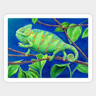 Veiled Chameleon Sticker